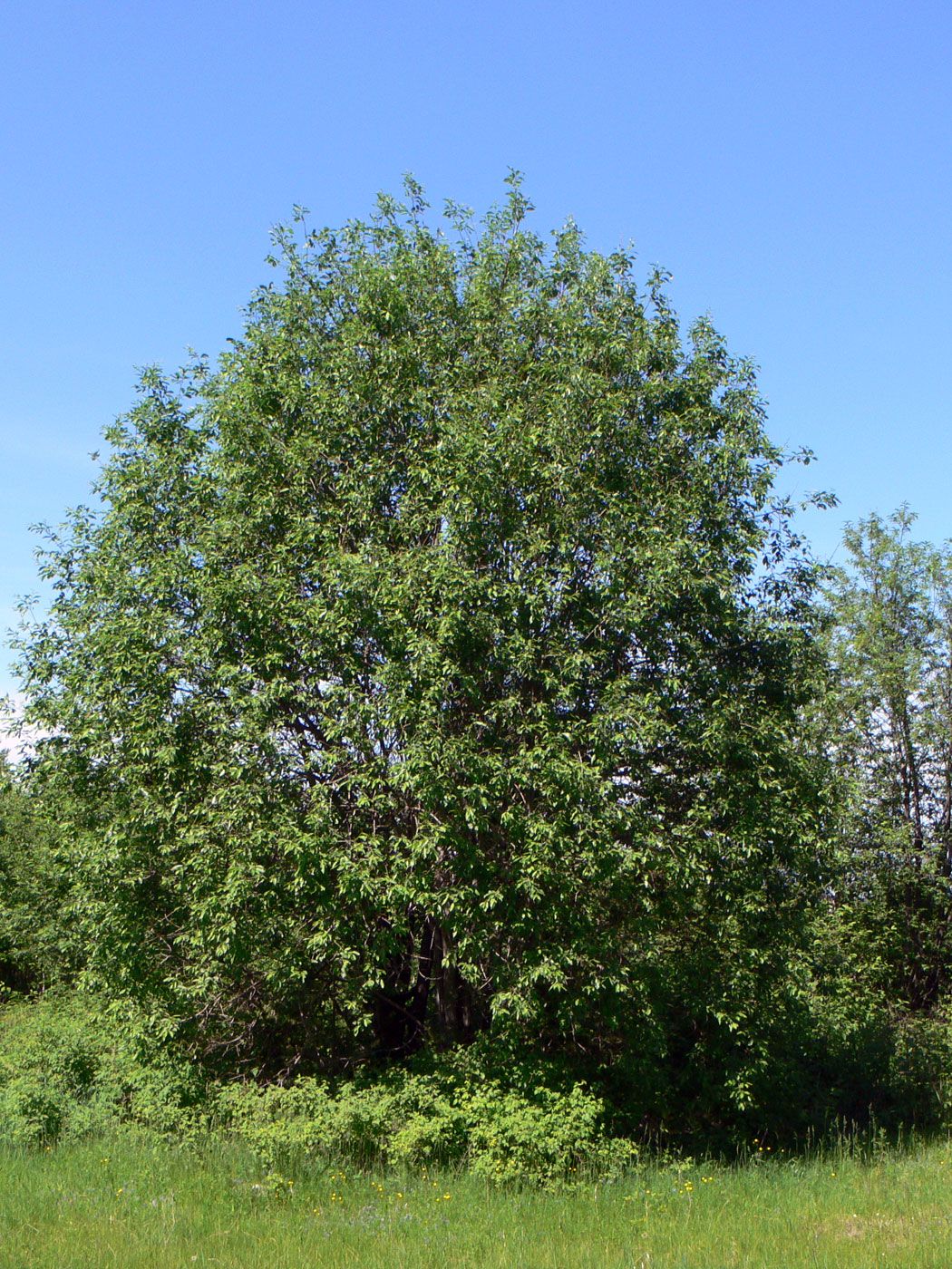 Ива Козья, бредина – Salix caprea l.